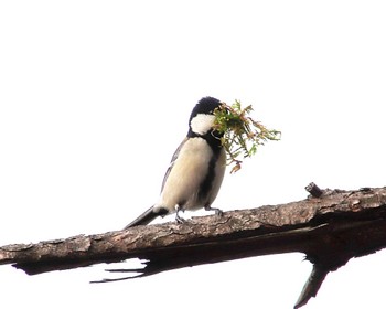 Japanese Tit 浜寺公園 Fri, 4/5/2024