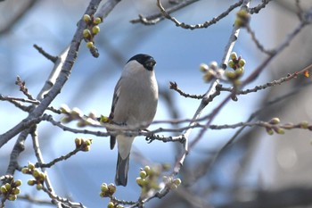 Eurasian Bullfinch 弘前大学 Mon, 4/8/2024