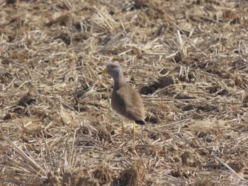 Grey-headed Lapwing Izunuma Fri, 4/5/2024