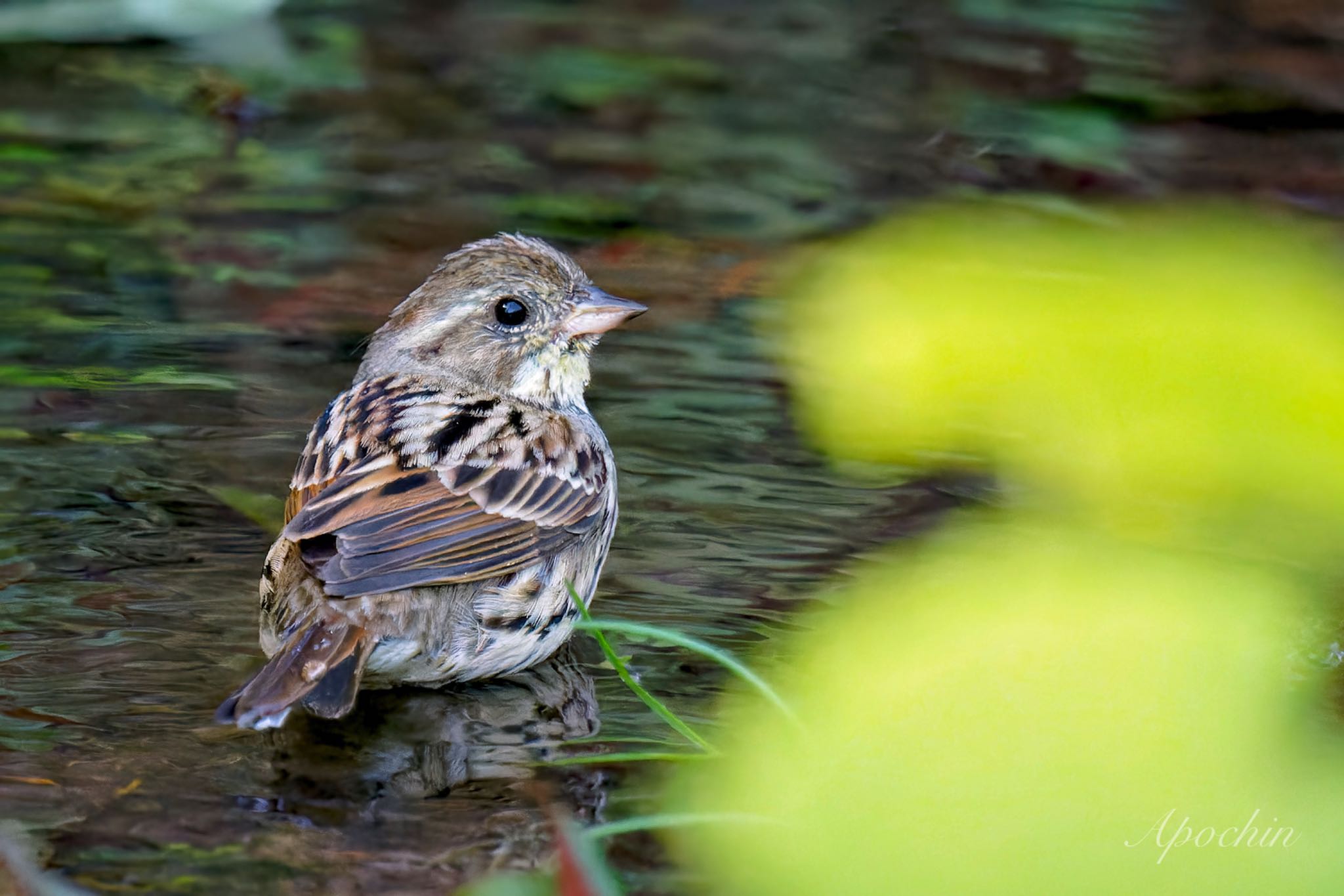 Masked Bunting