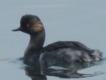 Black-necked Grebe Sambanze Tideland Sun, 4/7/2024