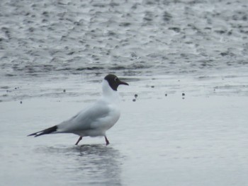 ユリカモメ ふなばし三番瀬海浜公園 2024年4月7日(日)