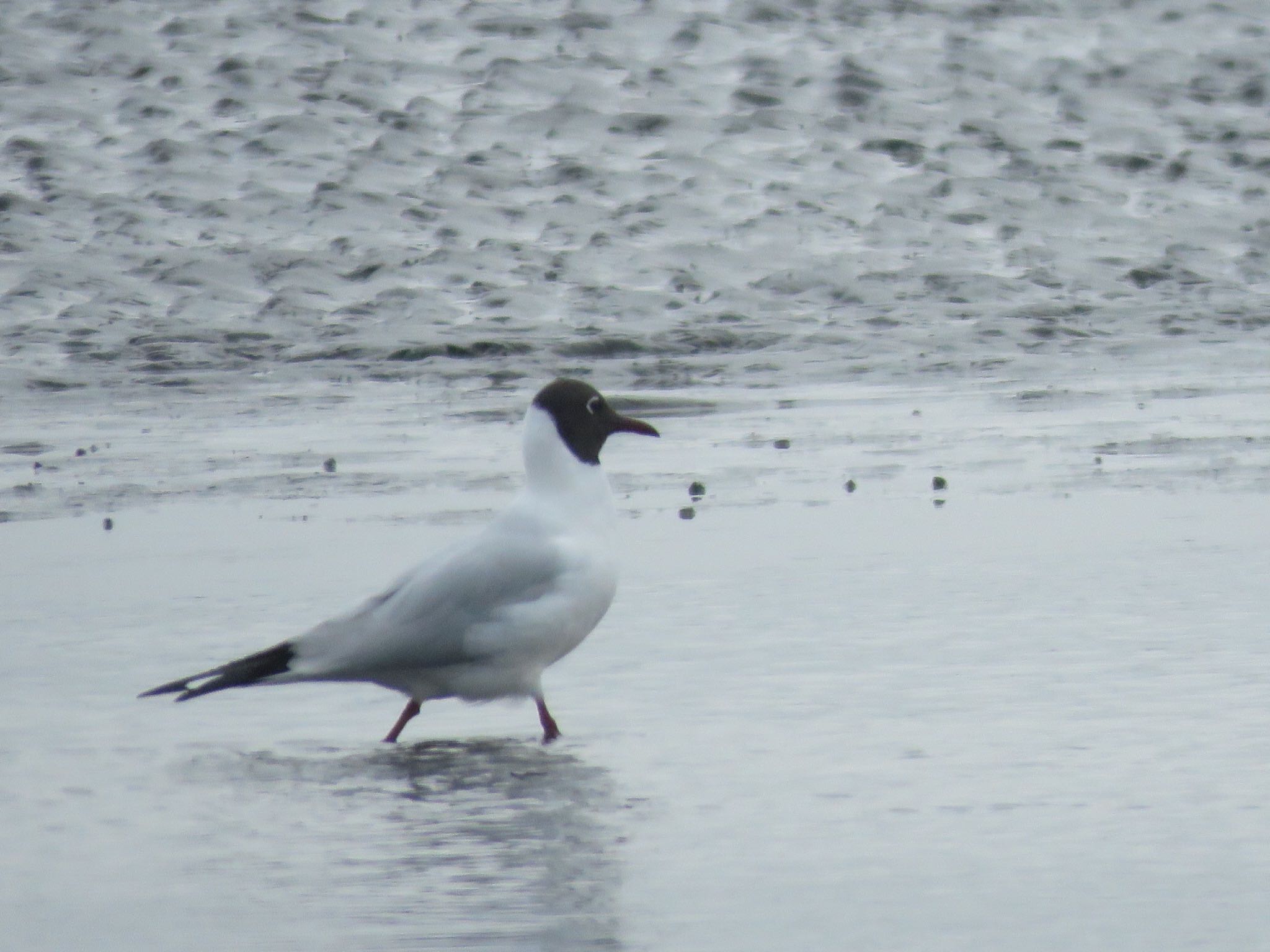 Photo of Black-headed Gull at Sambanze Tideland by me.tdkr♪