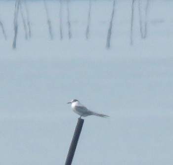 Common Tern Sambanze Tideland Sun, 4/7/2024