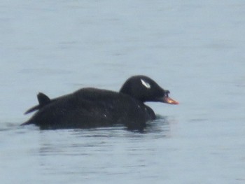 White-winged Scoter Sambanze Tideland Sun, 4/7/2024