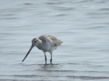 Bar-tailed Godwit Sambanze Tideland Sun, 4/7/2024