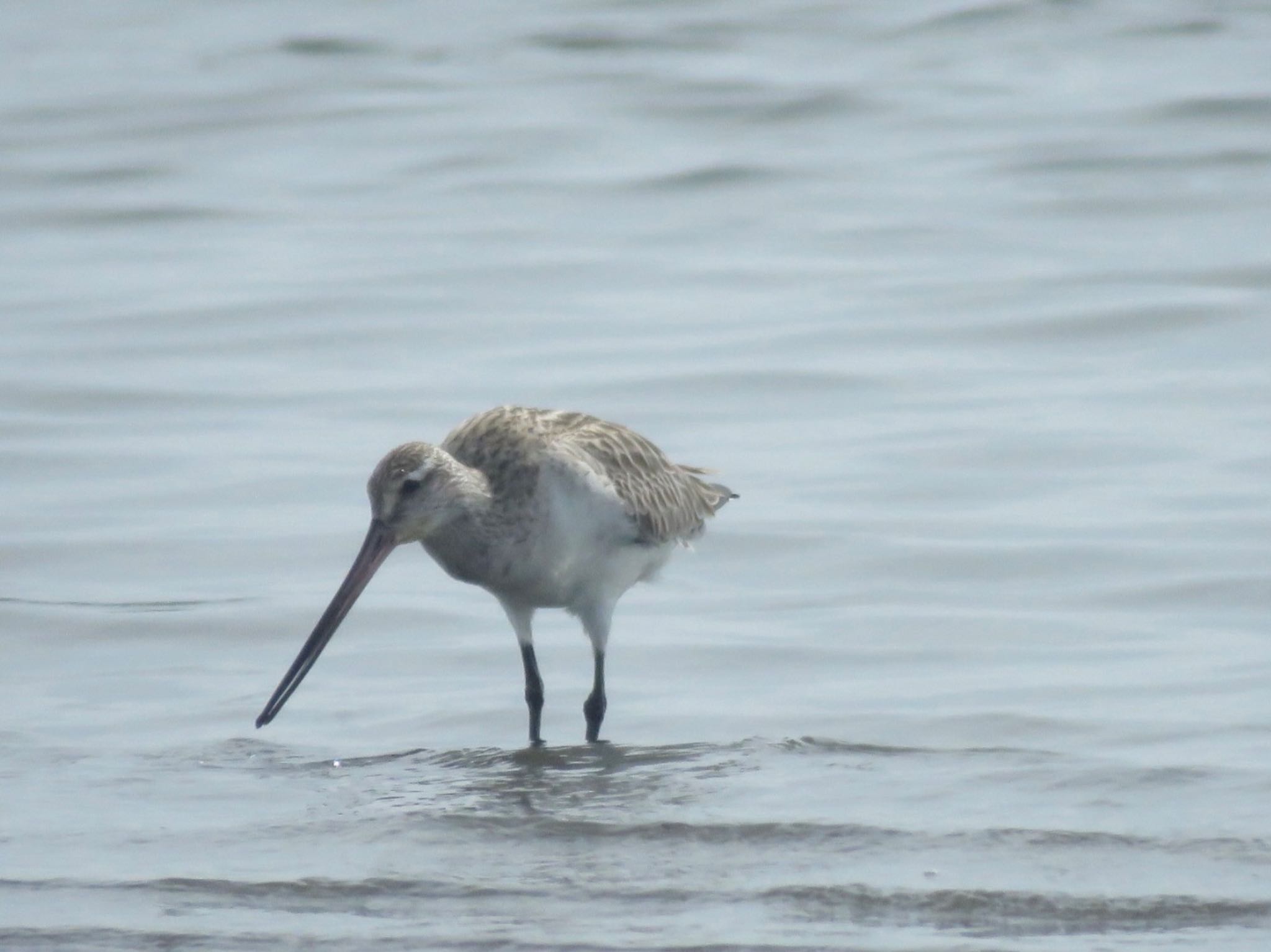 Photo of Bar-tailed Godwit at Sambanze Tideland by me.tdkr♪