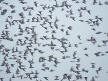 Dunlin Sambanze Tideland Sun, 4/7/2024