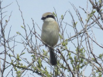 Bull-headed Shrike Sambanze Tideland Sun, 4/7/2024