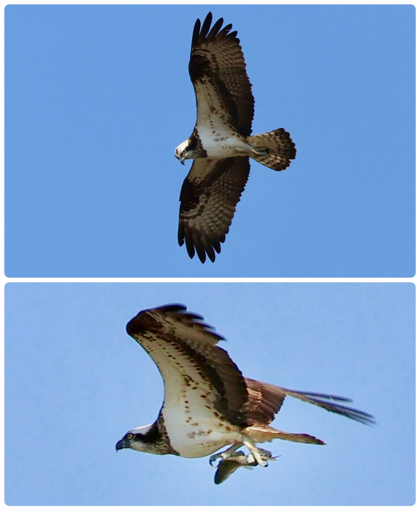 Osprey