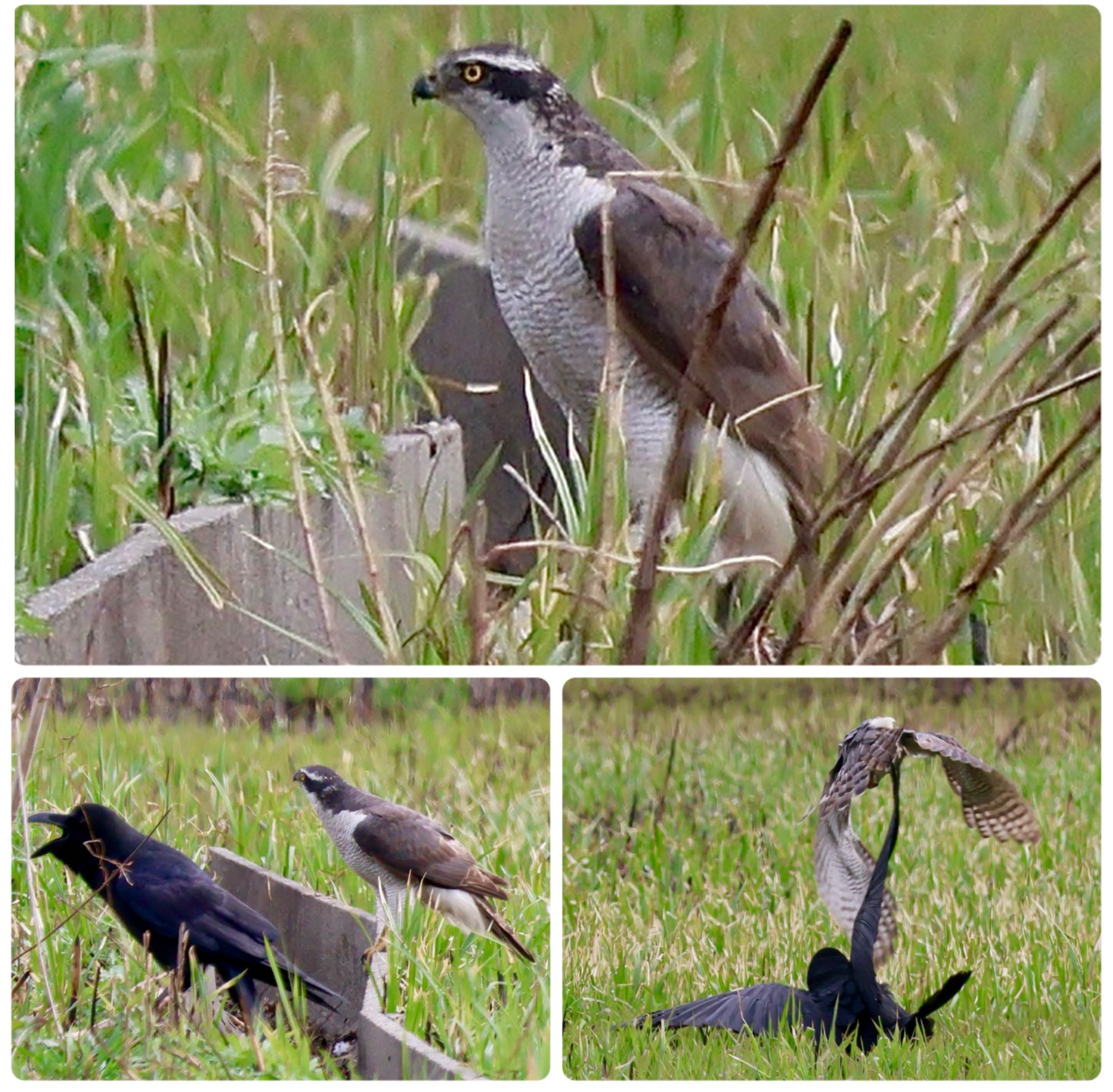 カラスよ、自分の食いブチは、自分で！ by カバ山PE太郎