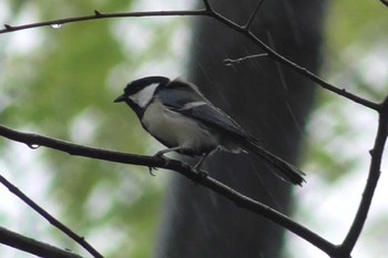 シジュウカラ 航空公園 2024年4月9日(火)