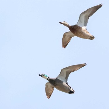 Falcated Duck 浮島ヶ原自然公園 Sun, 4/7/2024