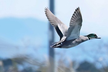 Falcated Duck 浮島ヶ原自然公園 Sun, 4/7/2024