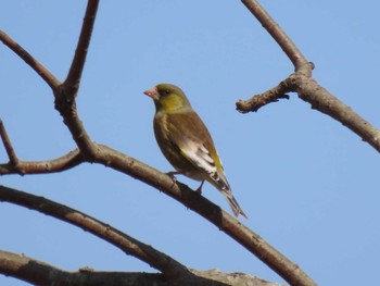 Oriental Greenfinch(kawarahiba) Izunuma Fri, 4/5/2024