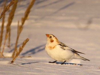 Snow Bunting 鵡川河口 Sun, 1/28/2024