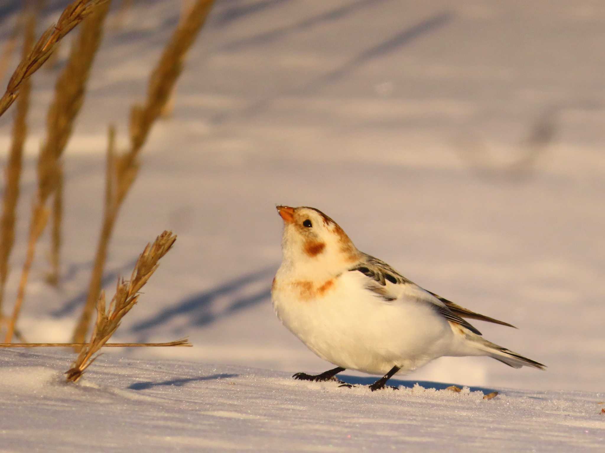 Snow Bunting