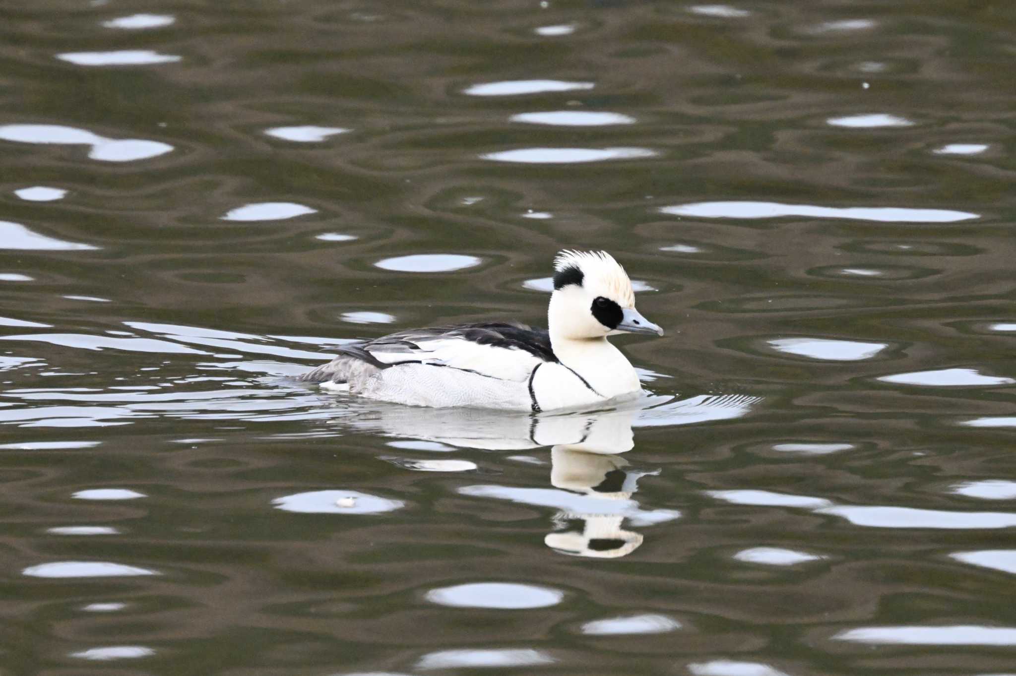 Smew