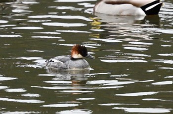 Smew 西池（滋賀県長浜市） Fri, 2/23/2024