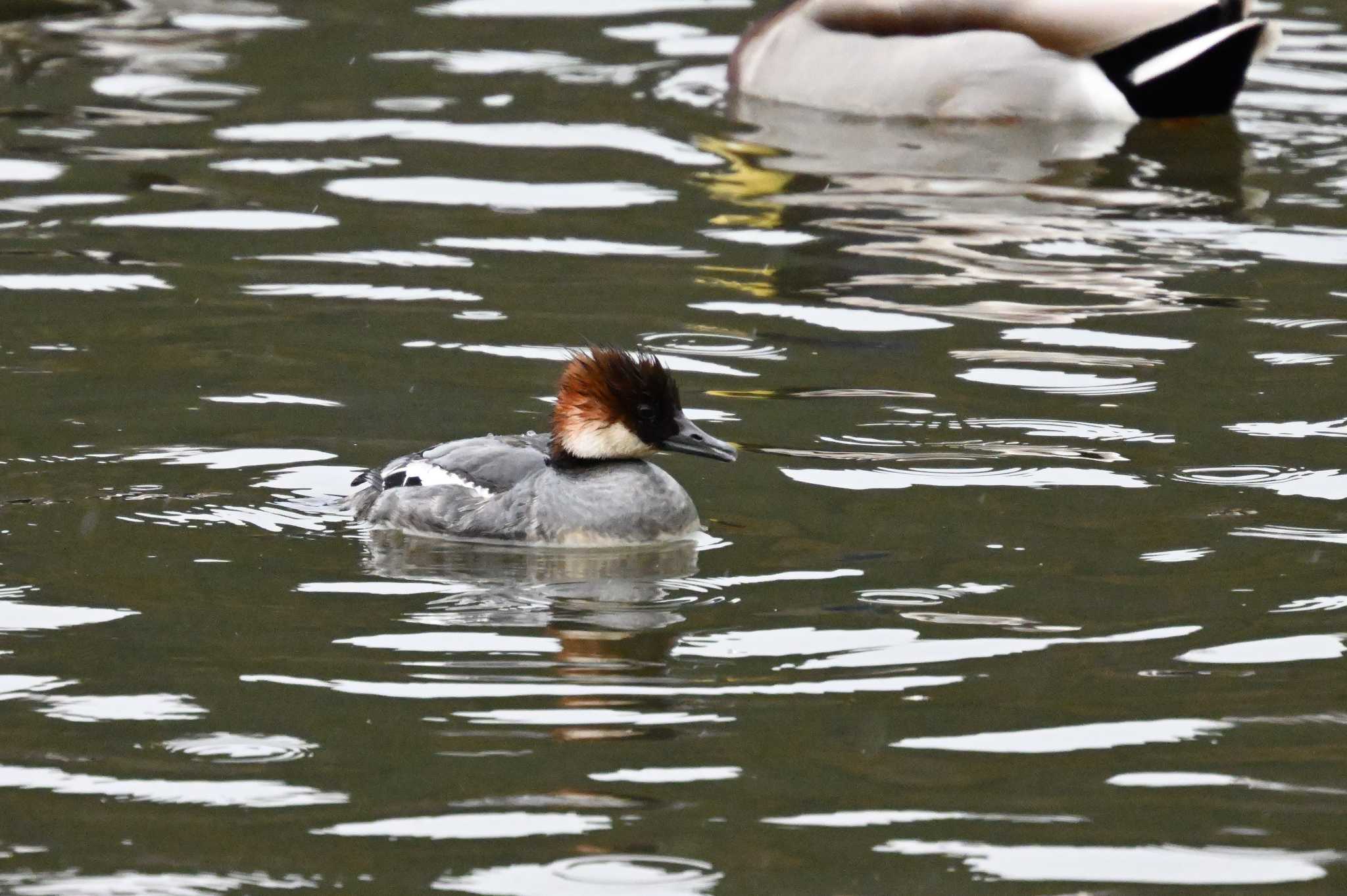 Smew