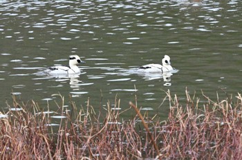 Smew 西池（滋賀県長浜市） Fri, 2/23/2024