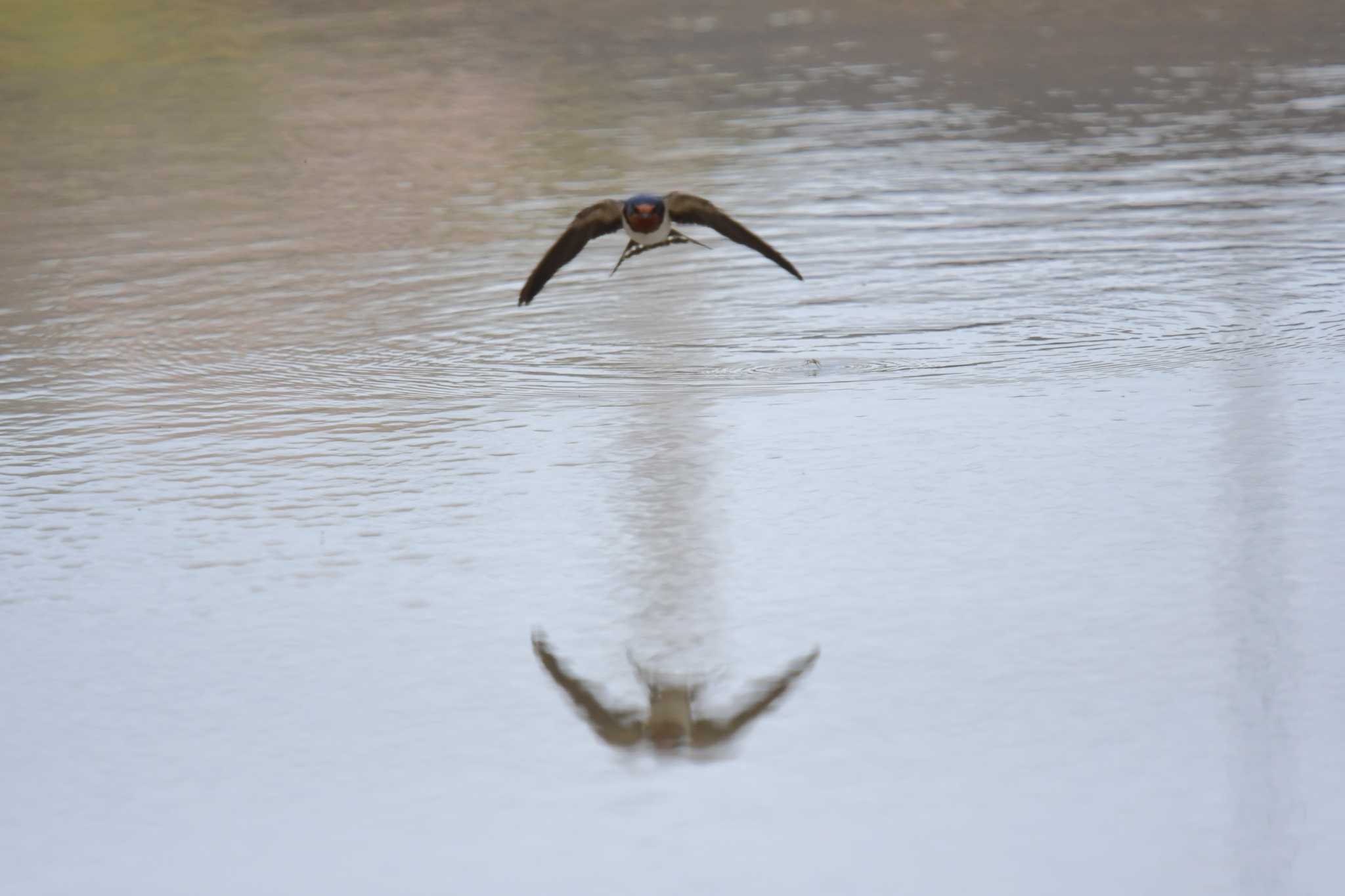 Photo of Barn Swallow at 愛媛県新居浜市 by でみこ