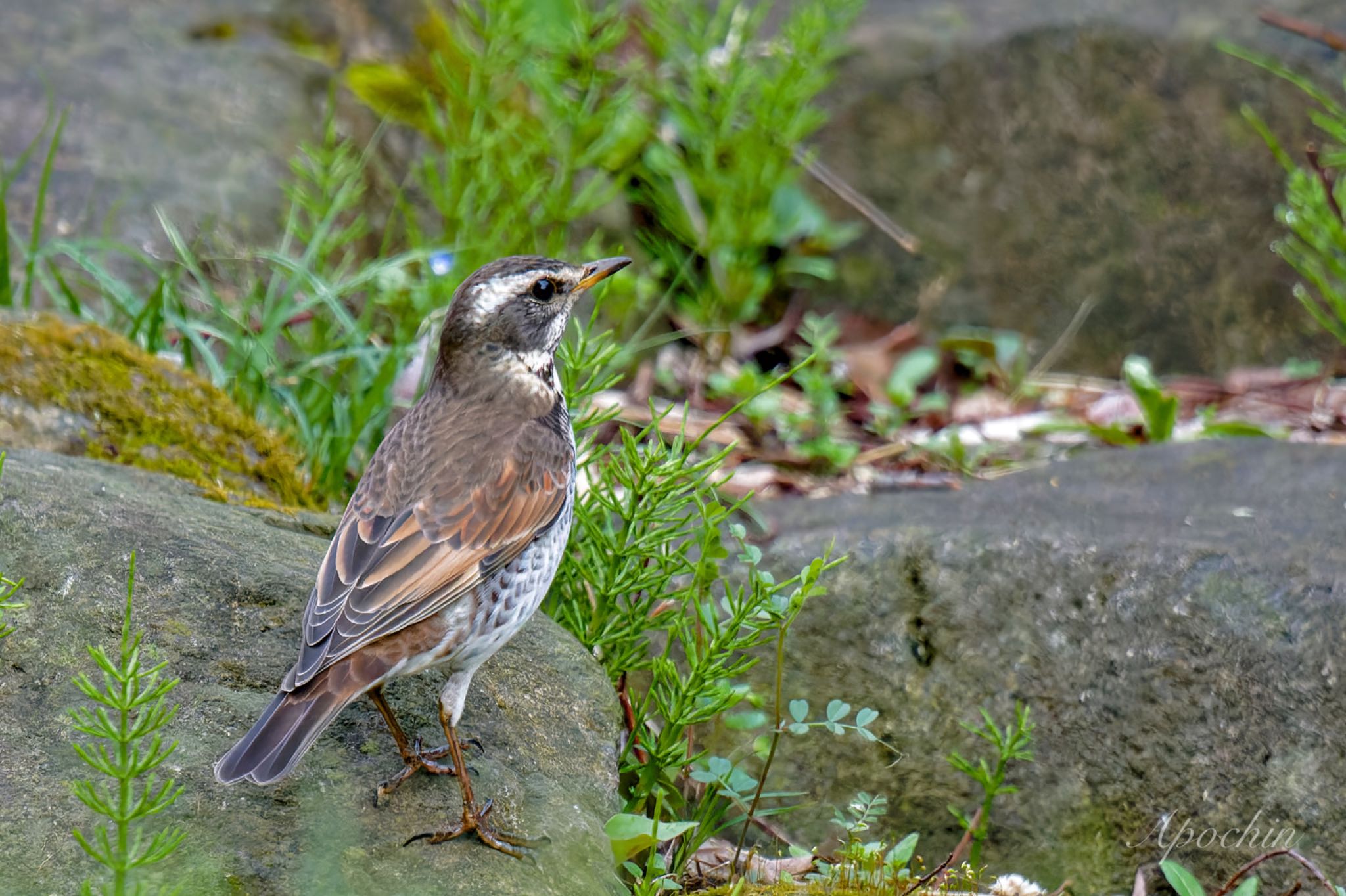 Dusky Thrush