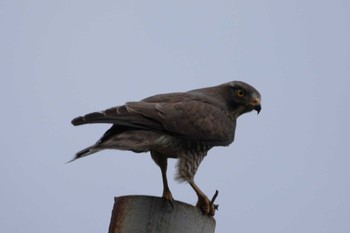 Grey-faced Buzzard 秋名の水田 Sat, 3/23/2024