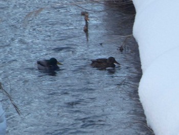 マガモ 札幌市厚別区 2024年2月7日(水)