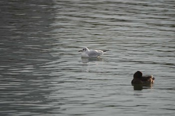 ユリカモメ 昆陽池公園 2018年12月23日(日)