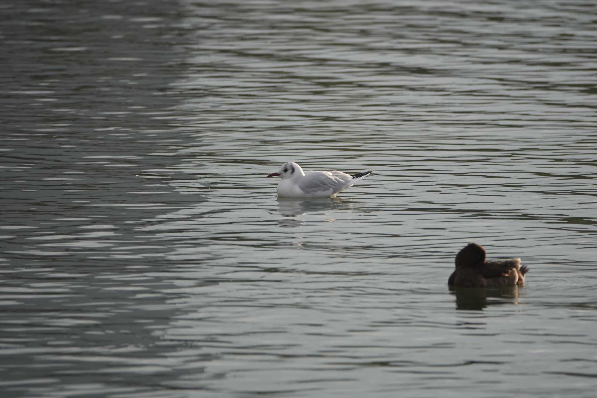 昆陽池公園 ユリカモメの写真 by レスター