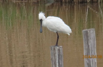 クロツラヘラサギ 葛西臨海公園 2024年4月8日(月)