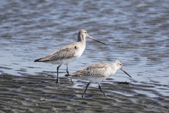 オオソリハシシギ ふなばし三番瀬海浜公園 2024年3月31日(日)