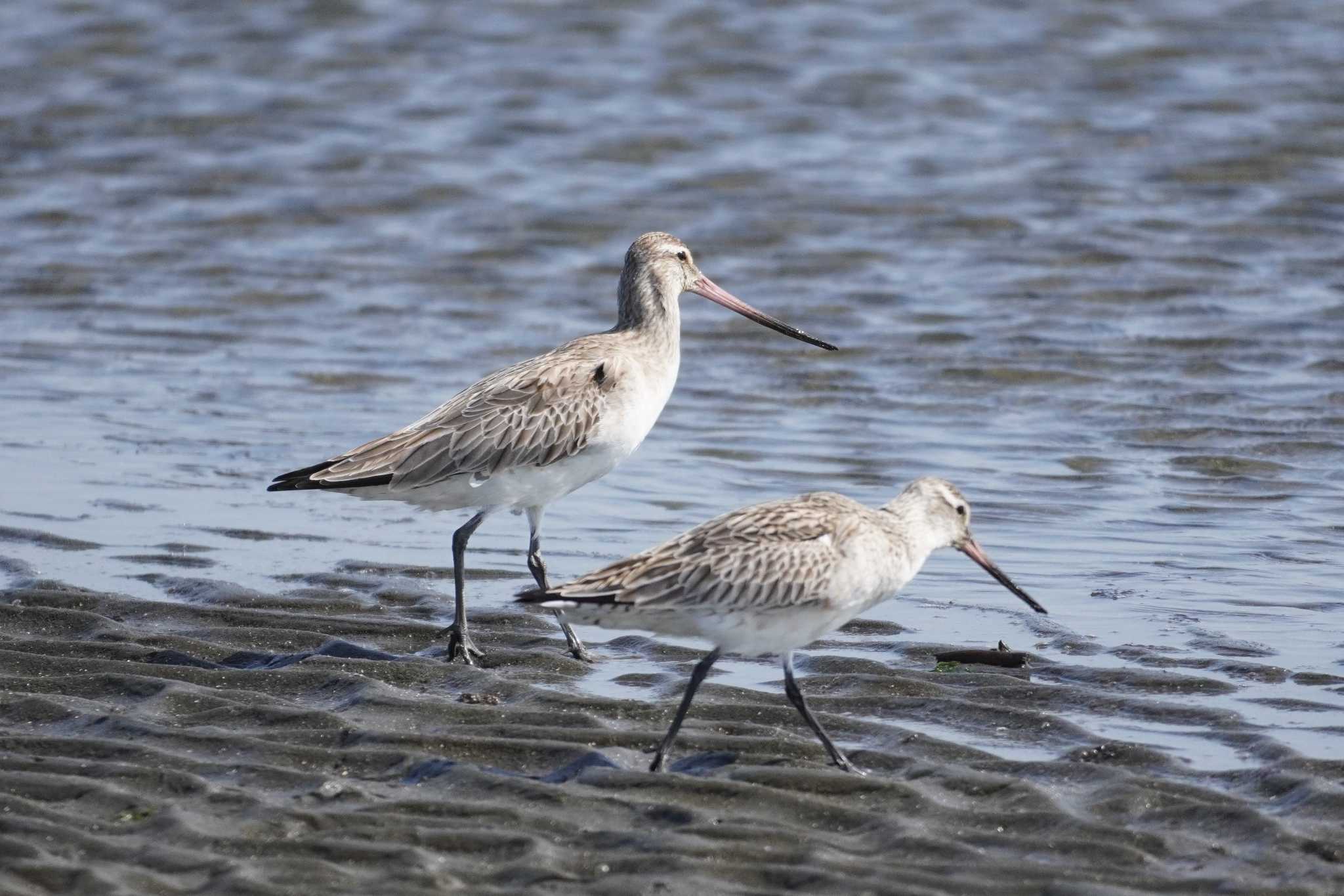 Photo of Bar-tailed Godwit at Sambanze Tideland by たっちゃんち