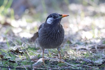 White-cheeked Starling Akashi Park Sun, 3/3/2024