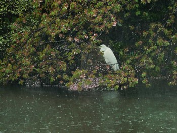 Great Egret Shinjuku Gyoen National Garden Tue, 4/9/2024