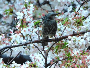 Brown-eared Bulbul Shinjuku Gyoen National Garden Tue, 4/9/2024