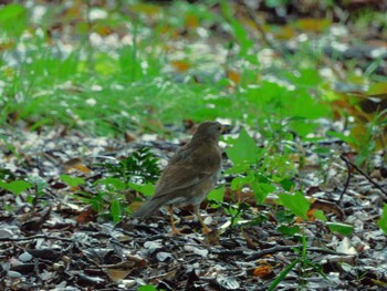 Pale Thrush Shinjuku Gyoen National Garden Tue, 4/9/2024