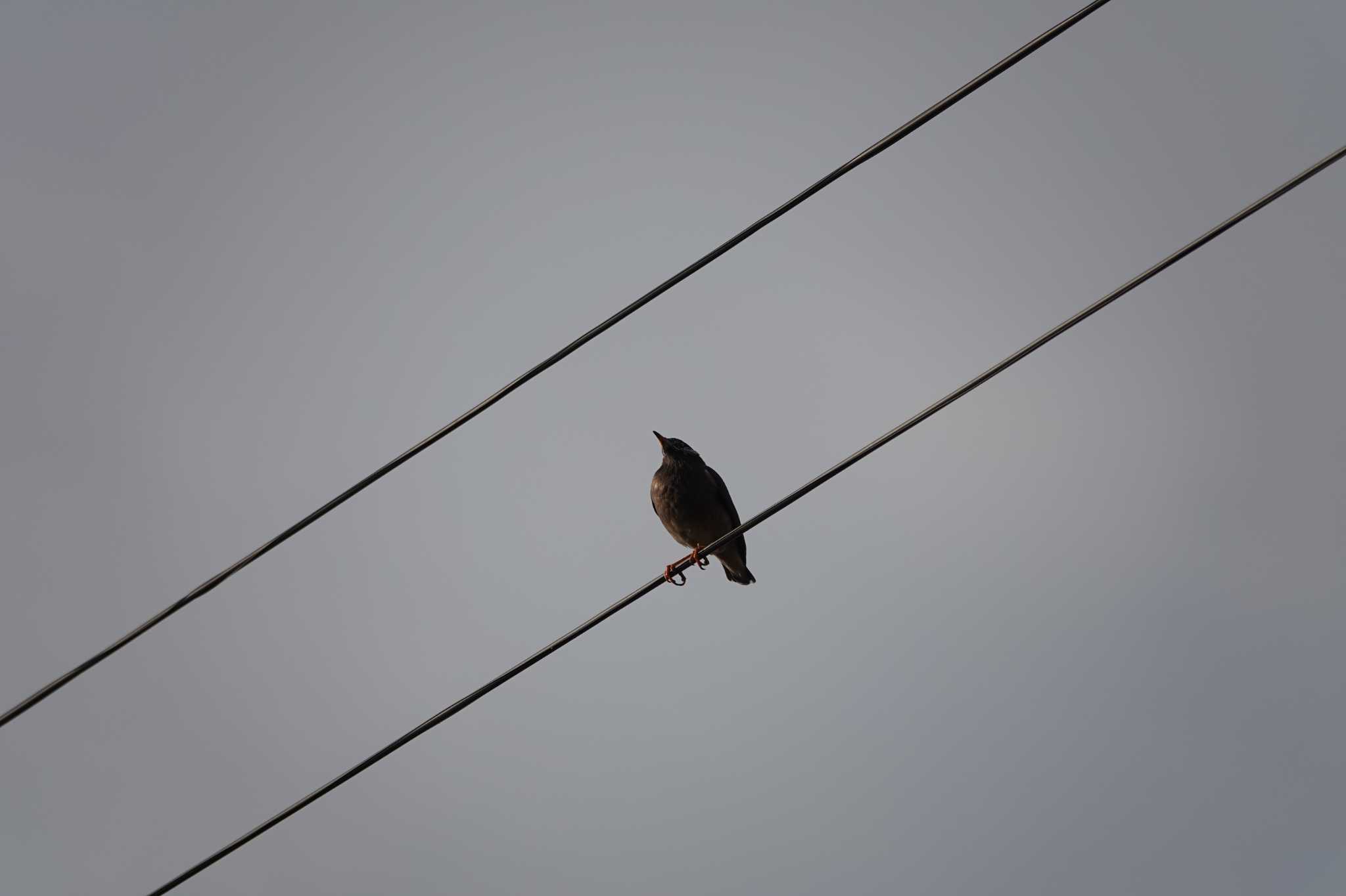 White-cheeked Starling