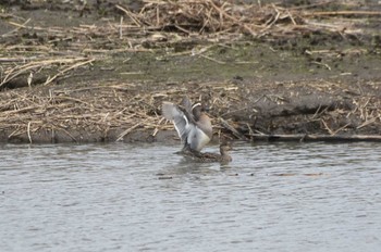 シマアジ 渡良瀬遊水地 2024年4月8日(月)