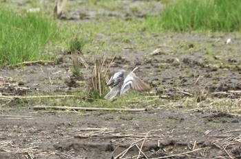 Garganey Watarase Yusuichi (Wetland) Mon, 4/8/2024