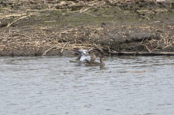 Garganey Watarase Yusuichi (Wetland) Mon, 4/8/2024