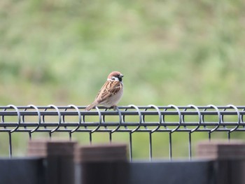 Eurasian Tree Sparrow 三重県四日市市 Tue, 4/2/2024