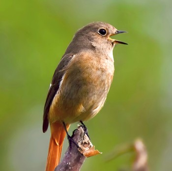 Daurian Redstart 多摩川河川敷 Sat, 4/6/2024