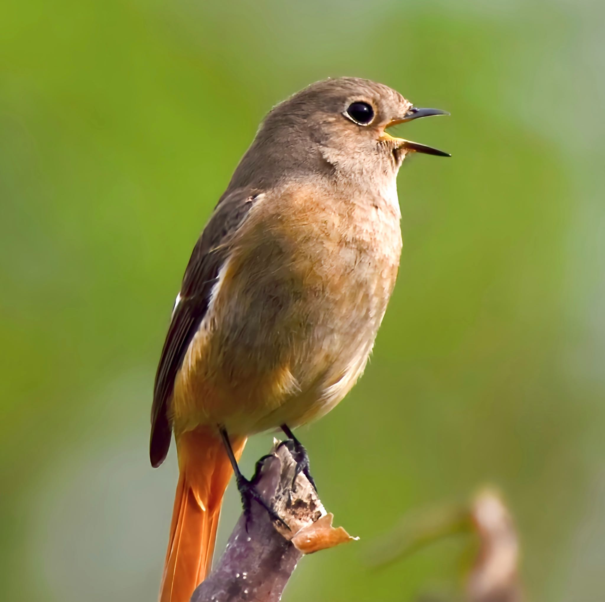 Photo of Daurian Redstart at 多摩川河川敷 by のぴ