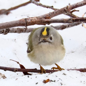 Goldcrest Makomanai Park Tue, 4/9/2024