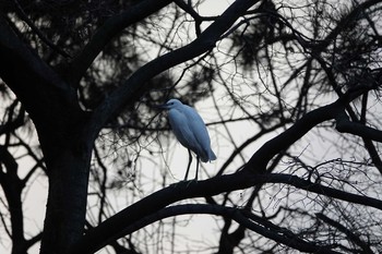 コサギ 昆陽池公園 2018年12月23日(日)