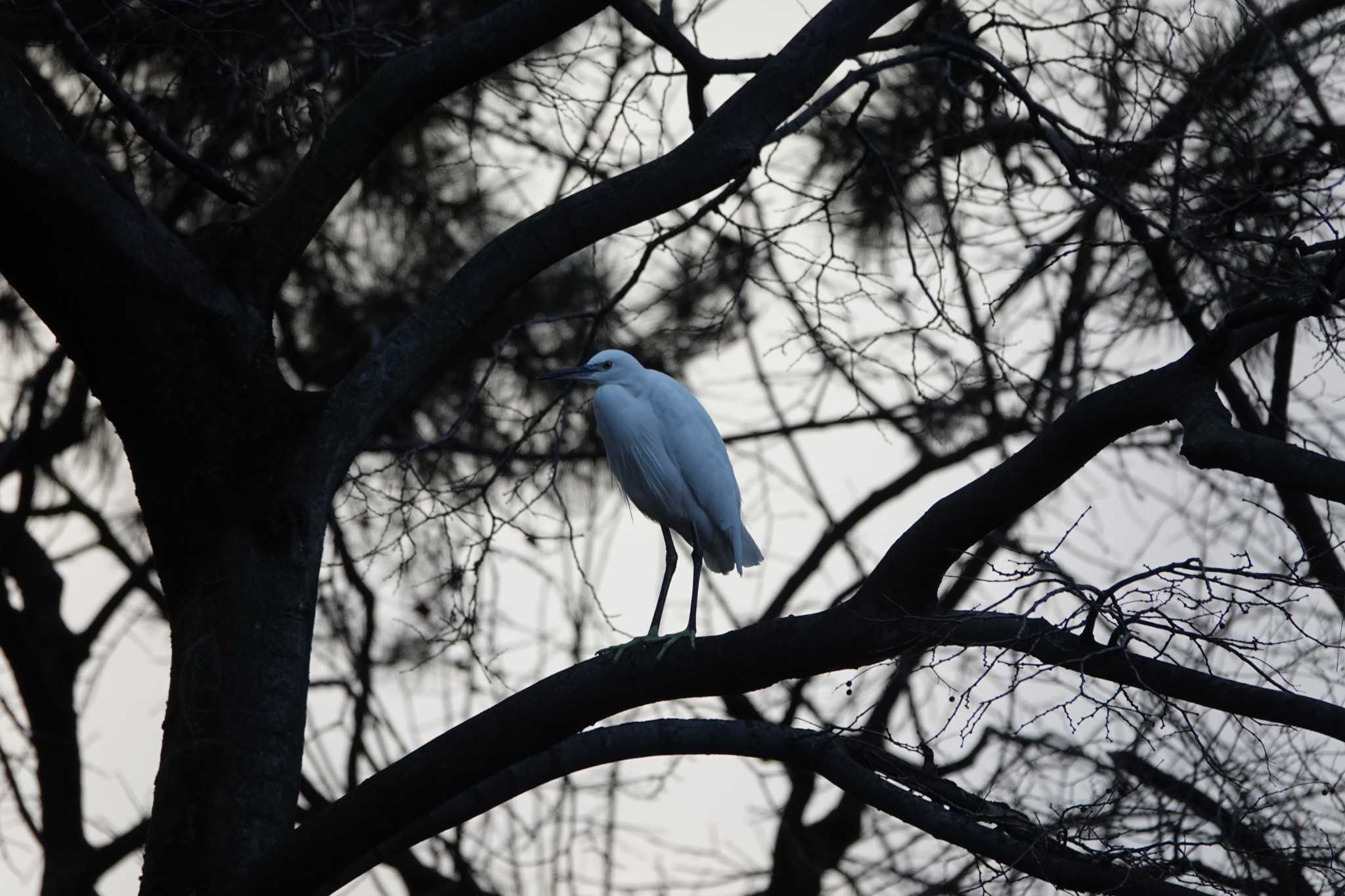 Little Egret