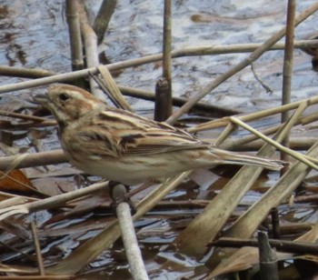 Common Reed Bunting Kasai Rinkai Park Mon, 4/8/2024