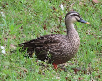 カルガモ 葛西臨海公園 2024年4月8日(月)